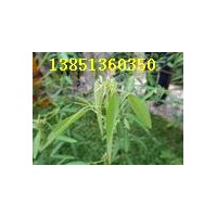 售驅(qū)蚊草.驅(qū)蛇草.跳舞草.豬籠草.薰衣草!