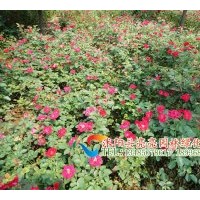 供應(yīng)豐花月季，微型月季，地被月季，五彩月季，薔薇，北京紅帽，