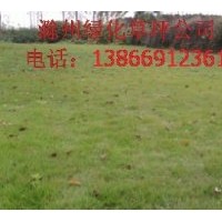 出售各種綠化草坪和苗木：馬尼拉，高羊茅，百慕大，中華結(jié)縷草