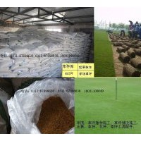 誠信經(jīng)營：高羊茅、早熟禾、白三葉、雜三葉、黑麥草