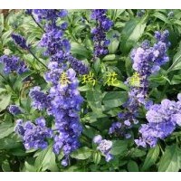 供應(yīng)鼠尾草，藍(lán)花鼠尾草，蘭花鼠尾草