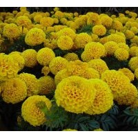 成都苗圃萬壽菊大量 近期低價萬壽菊