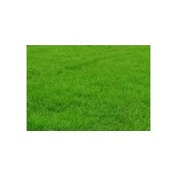 供應(yīng)臺(tái)灣青草坪
