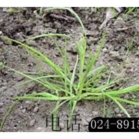 供應(yīng)綠化用草種：早熟禾、高羊茅、白三葉