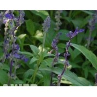 供應(yīng)紫露草、蘭花鼠尾草、醉魚草、玉帶草