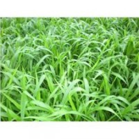 供應(yīng)廣西牧草種子 草種子 草籽種子 寬葉雀稗種子