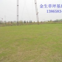 馬蹄金草坪