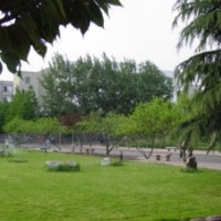 供別墅草坪，護(hù)坡草坪，牧草種子，四季青草坪種子