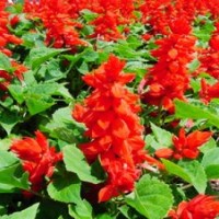 哪里草花便宜