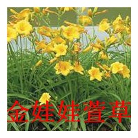 金娃娃萱草