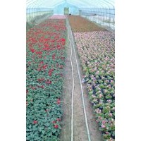 現(xiàn)供應(yīng)海棠花、一串紅、矮牽牛、孔雀草