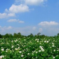 供應(yīng)茉莉花價(jià)格