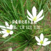 供應(yīng)蔥蘭
