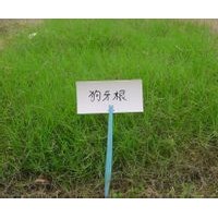 天堂419草坪、狗牙根草坪直銷