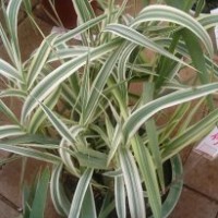 自家出售各種水生植物及地被植物
