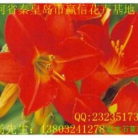 超低價出售大量保真，紅寶石萱草，金娃娃萱草，假龍頭，各種玉簪