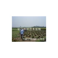 馬尼拉草坪湖南馬尼拉草坪@馬尼拉草皮價(jià)
