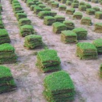 湖南馬尼拉草皮，湖南馬尼拉草坪