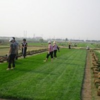 石家莊草坪-辛集草坪-鹿泉草坪-正定草坪