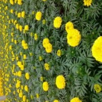 草花、草花小苗、龍柏小苗、北海道小苗、黃楊小苗、女貞小苗