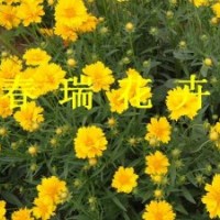 金雞菊，黑心菊，波斯菊