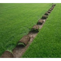 欒城草坪、石家莊草坪、草坪價(jià)格銷售 山西 山東