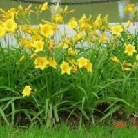 天豪苗圃大量供應(yīng)草花金娃娃萱草 鳶尾 馬蓮 玉簪