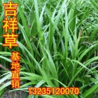 吉祥草 觀音草 假山制作專用草吉祥如意的象征 可以做中藥