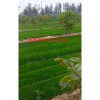 秦皇島草坪價(jià)格