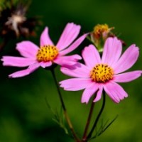 天津松果菊價格|松果菊合作社