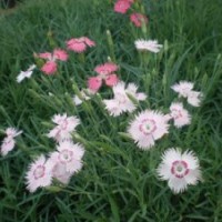 山東青州草花種植批發(fā)基地