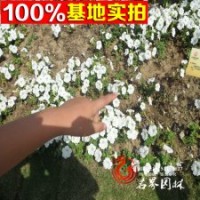 大量供應(yīng)各種草花矮牽?；ㄅ柙悦?/></a>
<div><a href=