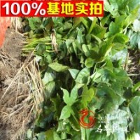 基地直銷八角金盤苗綠化苗木