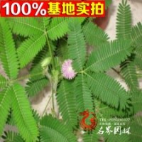 供應(yīng)各種草花類(lèi)植物含羞草.含羞草