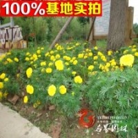 基地大量供應(yīng)黃菊，價(jià)格優(yōu)惠
