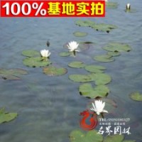 長(zhǎng)年供應(yīng)水生花卉 睡蓮 睡蓮塊根