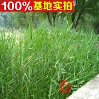 水生蘆葦 水體綠化 水生植物