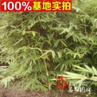 直銷 孝順 慈孝竹 寓意子孫后孝