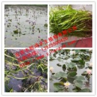 供應(yīng)水生植物香睡蓮，推薦懿鴻水生植物