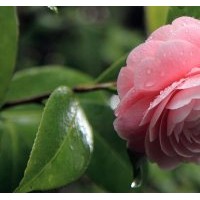 供應(yīng)茶花