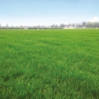 園林、凌志、凌志園林、草種、牧草種子、高羊茅草種、早熟禾草種