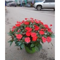 供應(yīng)湖南進口鳳仙花