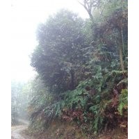 供應(yīng)山茶花