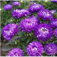 青州翠菊價(jià)格