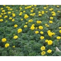 草花、君誠(chéng)花卉苗木、青海草花