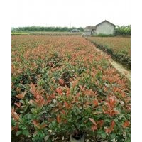 武義紅葉石楠、福江苗木口碑好、紅葉石楠小杯