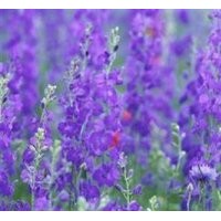 愛萍花卉苗木,安徽薰衣草,優(yōu)質(zhì)薰衣草