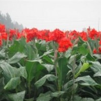 宿根花卉、君誠(chéng)花卉苗木、宿根花卉用途