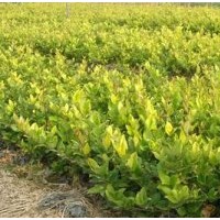 淮安法國冬青_宿遷四秀苗木有限公司(優(yōu)質(zhì)商家)_法國冬青售價