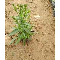 優(yōu)質(zhì)綠化草花荷蘭菊批發(fā)基地